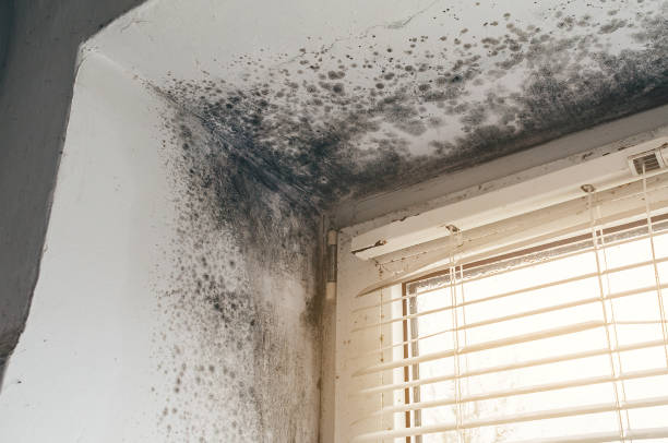 Affordable Basement Mold Removal solutions in Norristown, PA