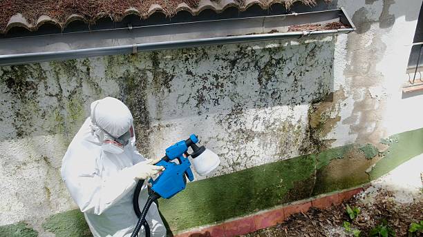 Top rated local Basement Mold Removal specialists in Norristown, PA